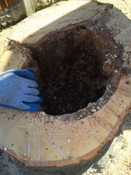 Hollow tree
