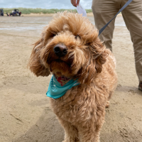 How to keep your dog safe at the beach 