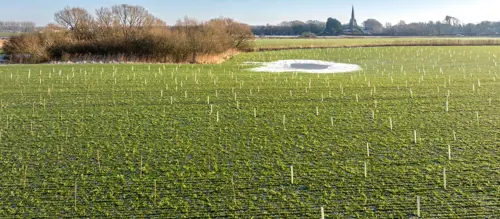 newly planted trees on wetland in Lunt